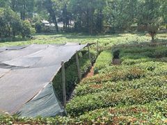 -野蔓果·山野菜(西湖景区·龙井茶田店)