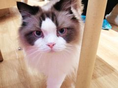 -滚猫咖啡·猫咖·猫友好撸猫(未来城店)