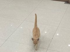 -瑞鹏宠物医院·夜间急症·心超·猫科(祖庙分店)