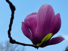 -柠檬花院烤肉·围炉煮茶·草坪团建·生日派对(三圣乡店)