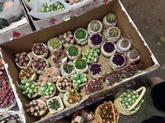 -循礼门鲜花花市(武汉循礼门店)