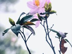 -梧桐山风景名胜区