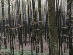 -山王坪喀斯特国家生态公园