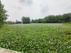 -白鹭湾湿地公园