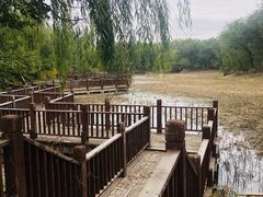 -塘沽森林公园