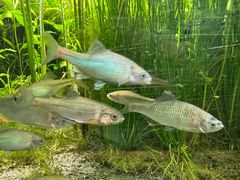 -井之头恩赐公园