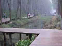 -合肥滨湖国家森林公园