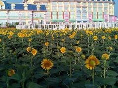 -广州花之恋城堡酒店