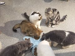-共舞时光猫咖·狗咖(新街口店)
