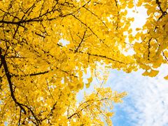 -洛阳白云山景区