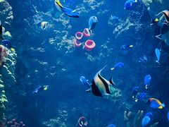 -海合安青岛极地海洋公园