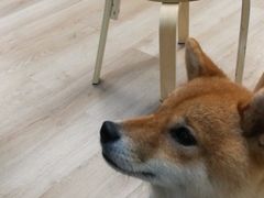 -柴迷FANS CLUB·柴犬狗咖·猫咖