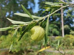 -中国科学院西双版纳热带植物园