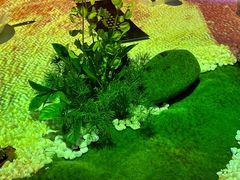 -唐御宴•御宴宫•唐代菜点(芙蓉西路店)