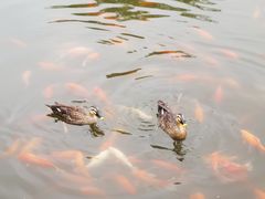 -西湖外事游船(花港观鱼码头)