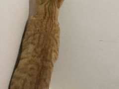 -艾贝尔宠物医院 ·内科全科(梁溪路店)