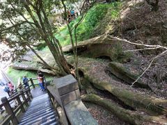 -阿里山神木遗迹