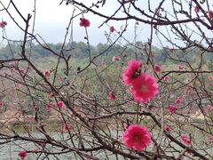 -南国桃园旅游度假区