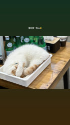 -蚂蚁造型俱乐部