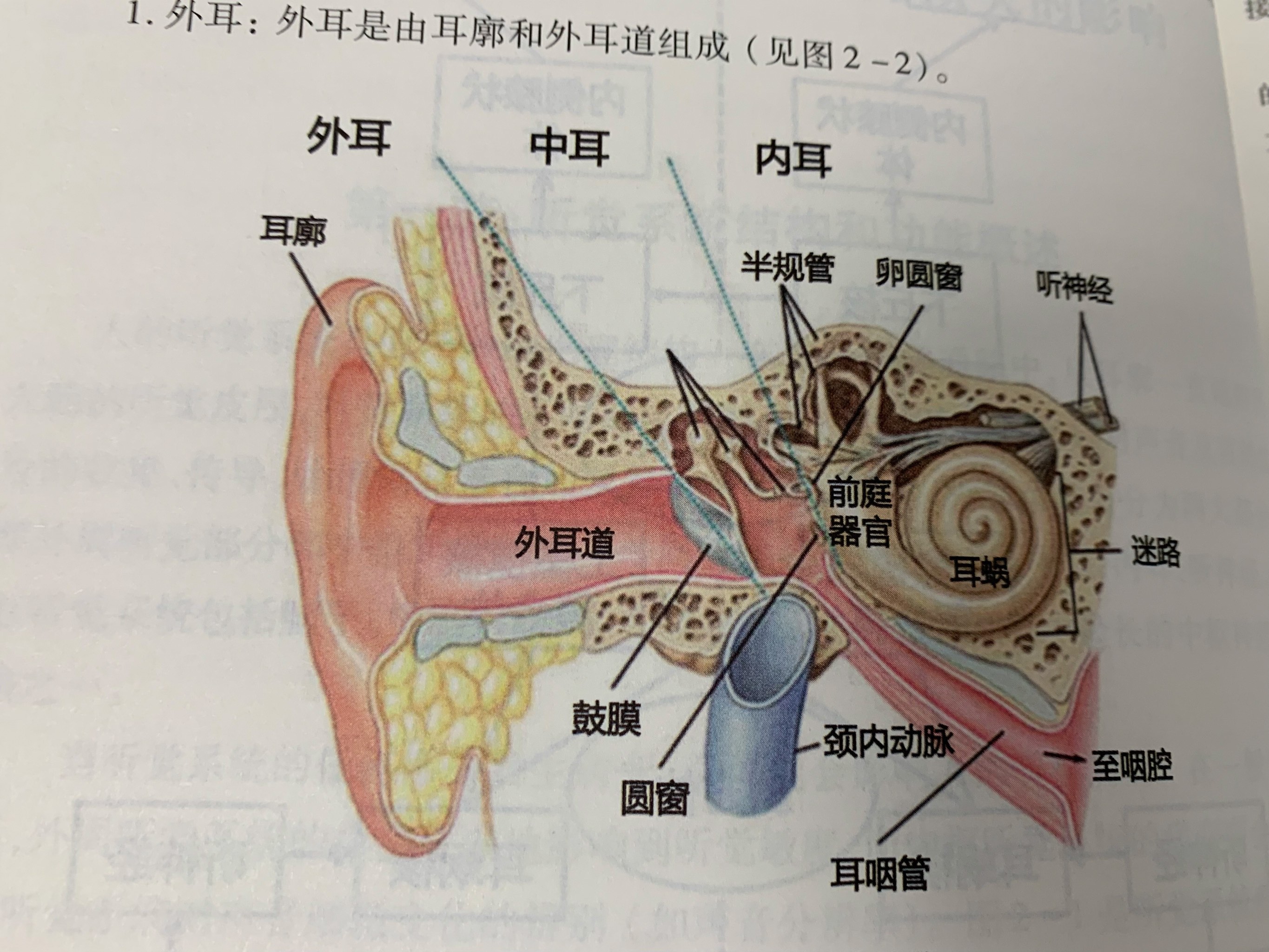 耳软骨是什么样子的图片