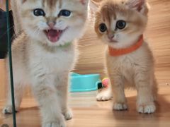 -猫十亿·布偶金渐层·曼基康矮脚猫舍(青年路店)