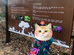 -莲花山花海
