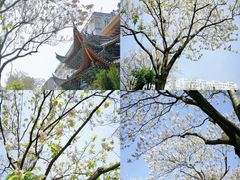 -洪湖湿地生态园