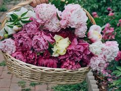 -北京国际鲜花港