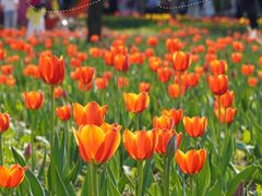 -长春公园(普阳街道)