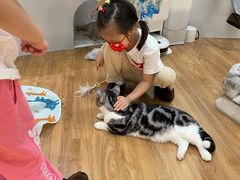-COLOR PETS 撸猫馆·购猫·猫咖(长风大悦城店)
