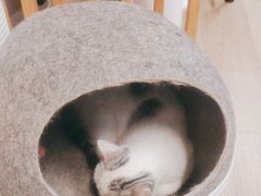 -柴迷FANS CLUB·柴犬狗咖·猫咖