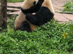 -中国大熊猫保护研究中心雅安碧峰峡基地