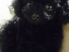 -1013 PET SHOP 宠物商店(近铁城市广场店)