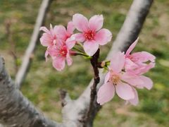 -聚龙山公园