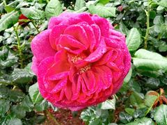 -人民公园(罗湖区)