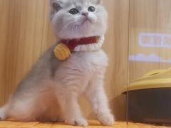 -欣宠猫屋·矮脚拿破仑·蓝金金渐层