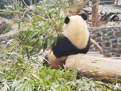 -都江堰中华大熊猫苑