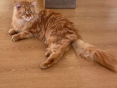 -猫腻·猫咖·撸猫馆(星光大道店)