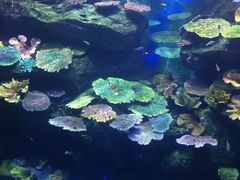 -暹罗海洋世界