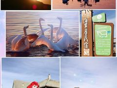 -烟墩角天鹅湖