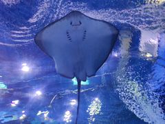 -上海海昌海洋公园