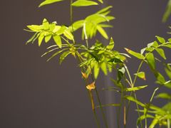 -绣园·茶食宴(湘绣博物馆店)