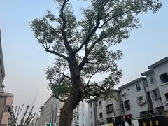 -白鹅咖啡(金城花园店)