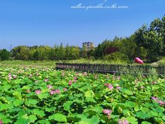-羊亭河湿地公园