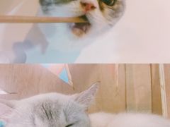 -猫色咖啡·猫咖