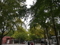 -三里屯东五街银杏大道