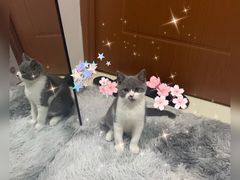 -萌兽医馆·犬猫专科·眼科中心·宠物医院(朝阳门分院)