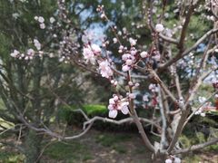 -莲花池公园