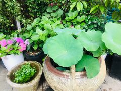 -吴越荣记苏州菜·松鼠桂鱼100%活鱼现做(斜塘老街店)