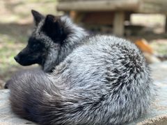 -宫城藏王狐狸村